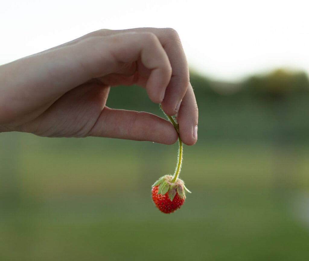 An organic strawberry grown by students in FARMily’s summer camp program. Photo by Sage & Summit Photography