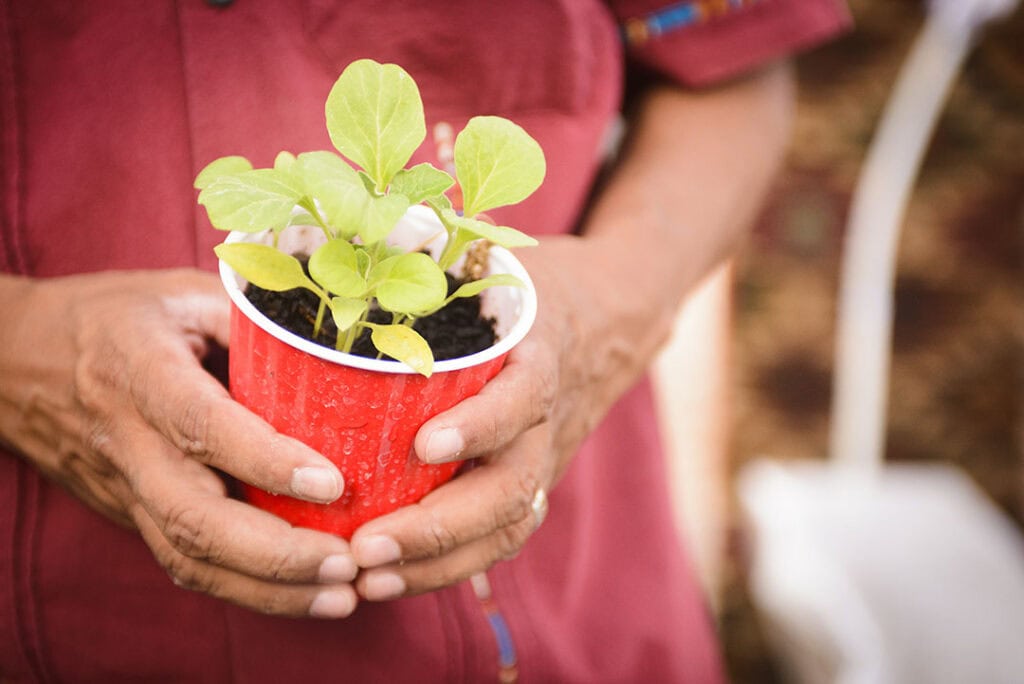 Jorquez holds an okra plant