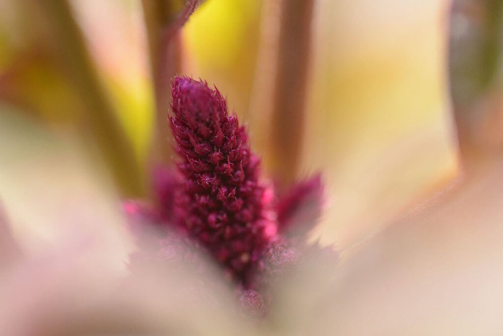 A detail of a Paiute amaranth plant