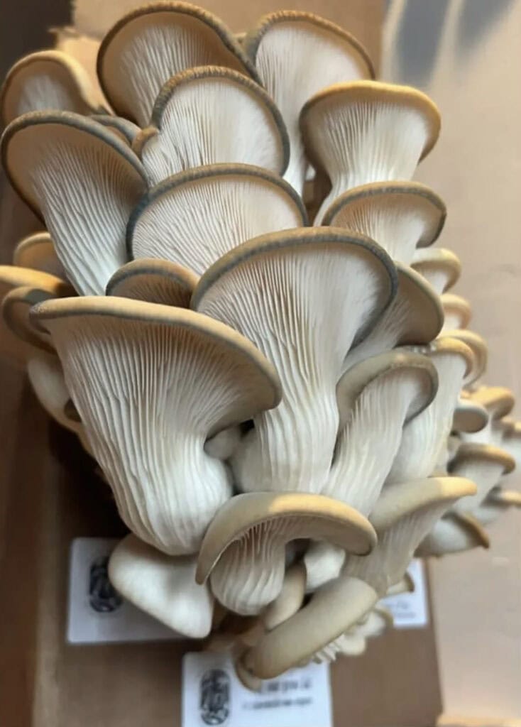 Oyster mushrooms in a Grow Your Own Mushroom kit