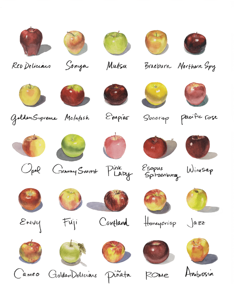 Fall 2022 · Apples · Illustration by Michael Lyons