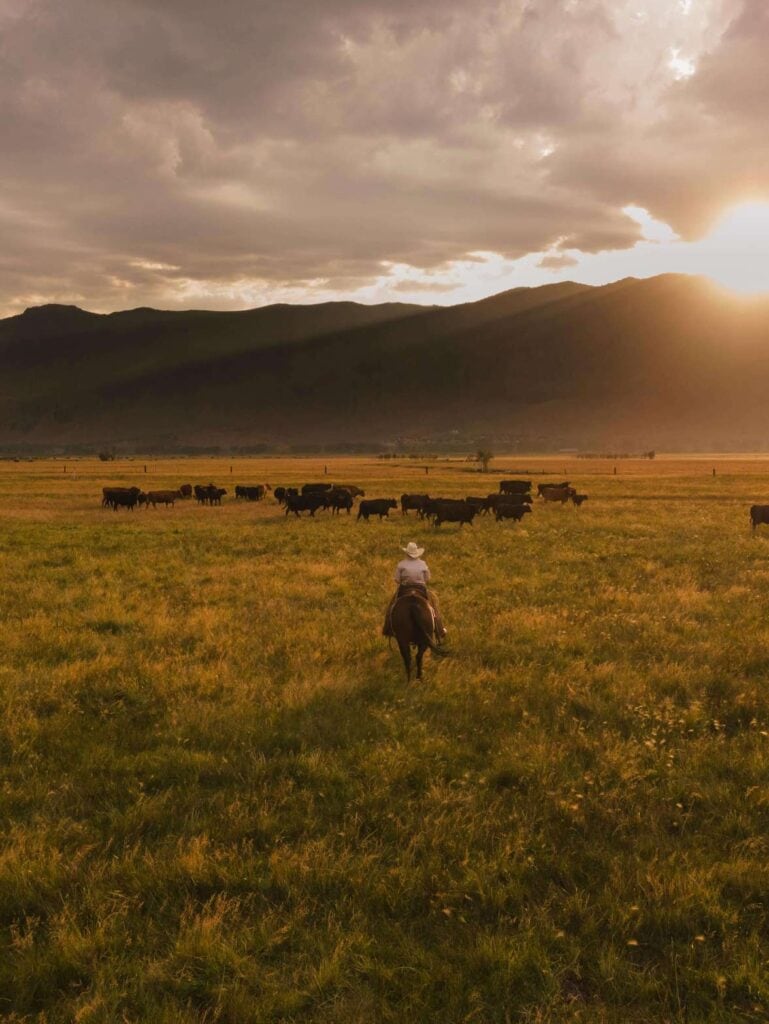 Jessica Anderson, co-owner of Anderson Cattle Co. in Wellington, inspects her herd