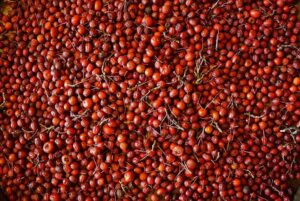 Local wild harvested hawthorn berries drying in McCallum of Sierra Roots Wellness’ apothecary outside of Truckee. Photo by Rachelle Lerude