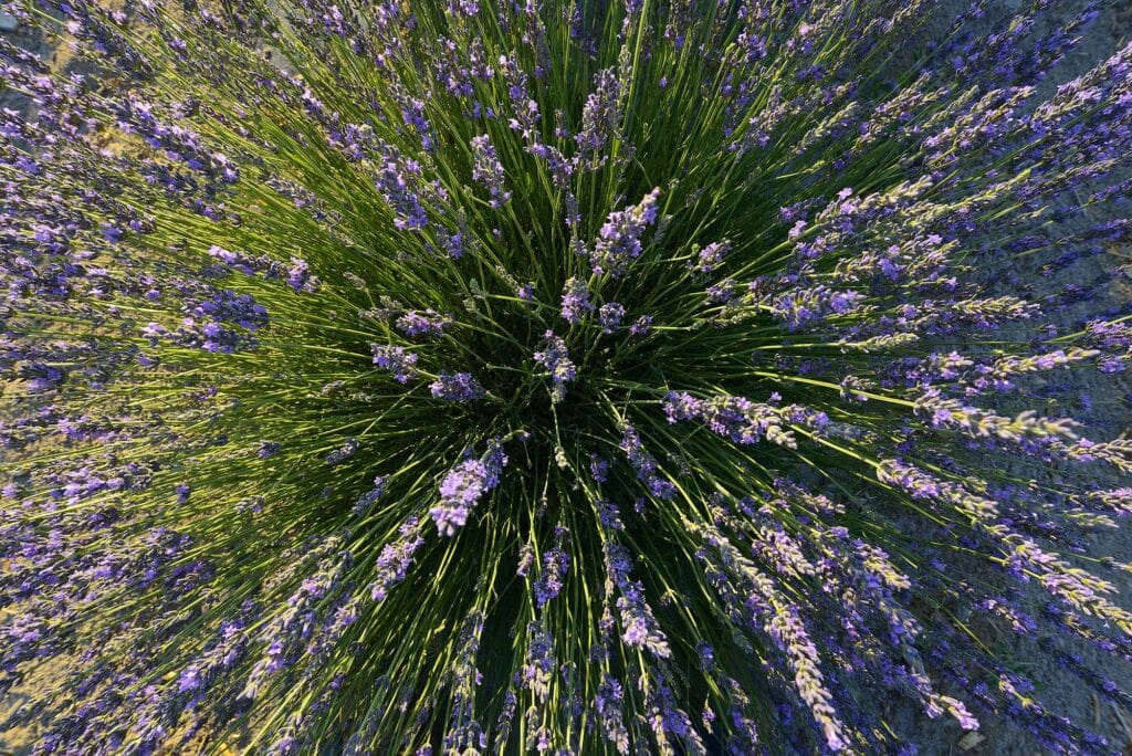 A lavender bush at Lux Lavender in Yerington. Photo by Asa Gilmore