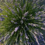 A lavender bush at Lux Lavender in Yerington. Photo by Asa Gilmore