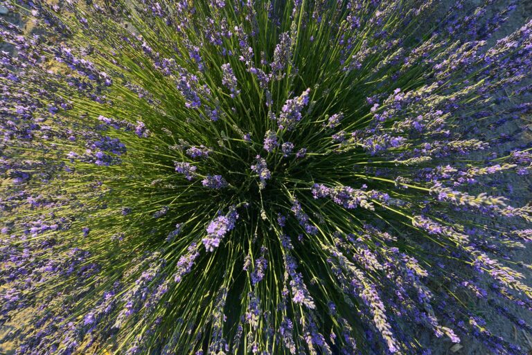 A lavender bush at Lux Lavender in Yerington. Photo by Asa Gilmore