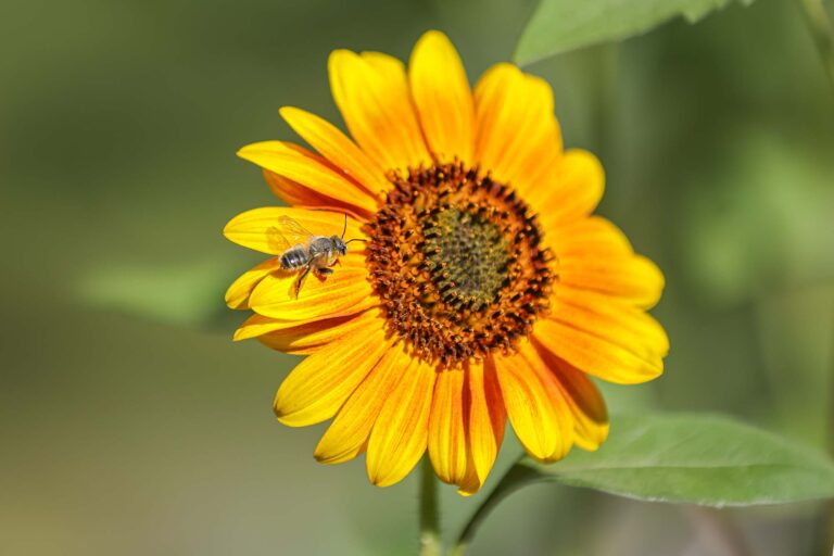A flat-tailed leaf-cutter bee sits on a sunflower petal at VitalBeeBuds in Gardnerville