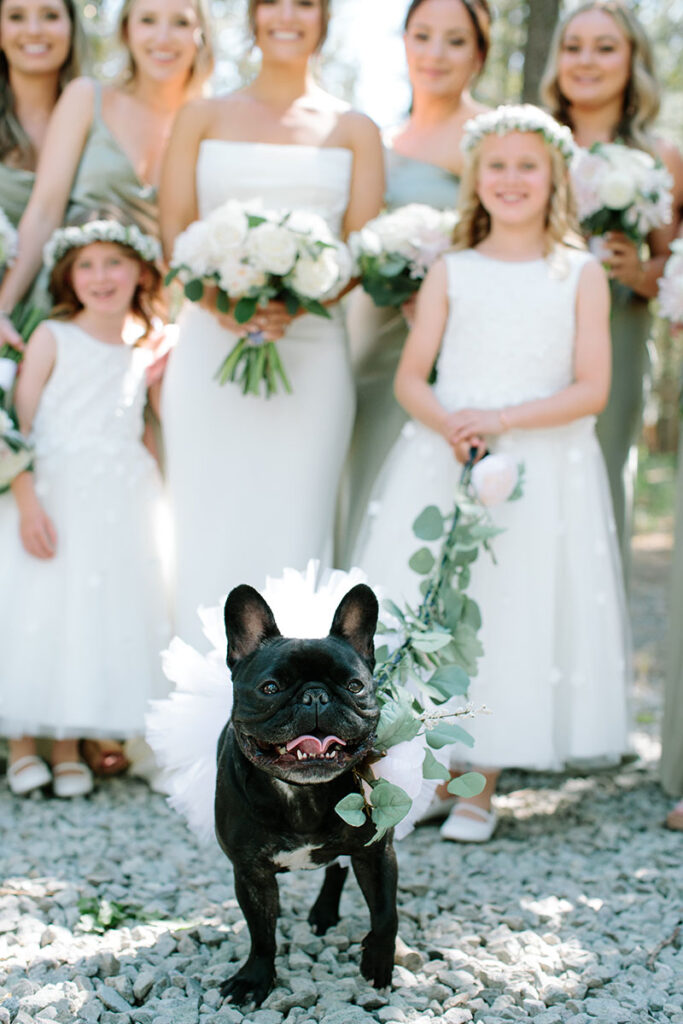 A dog steals the show at the wedding of Taylor and Andrea Buckley at Chalet View Lodge in Graeagle.