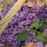 Photo courtesy of The Radish Hotel