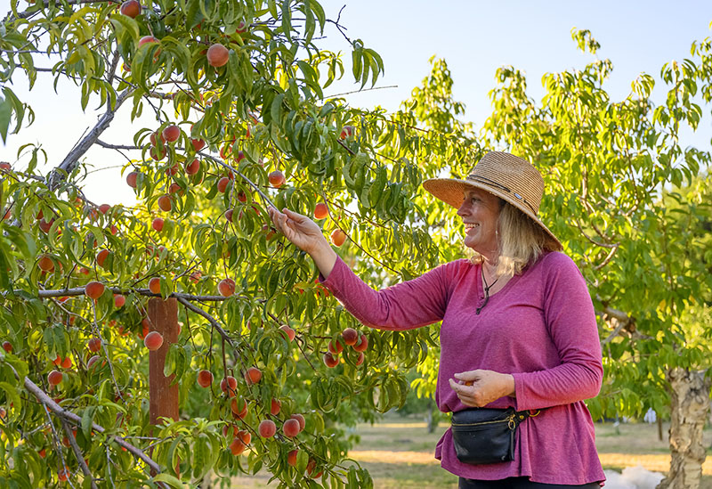 Karen Nichols, co-owner of Cherry Dog Orchards in Fallon, picks peaches from a tree