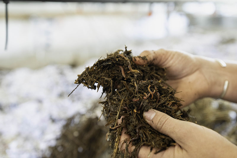 Red wiggler earthworms (Eisenia fetida) in the Fulstones’ worm table