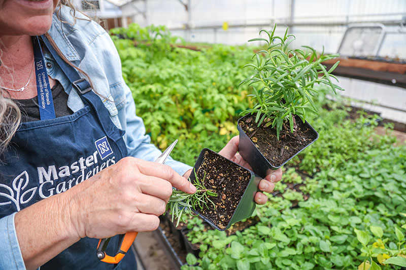 McClure demonstrates pruning on herbs, such as this Mexican tarragon