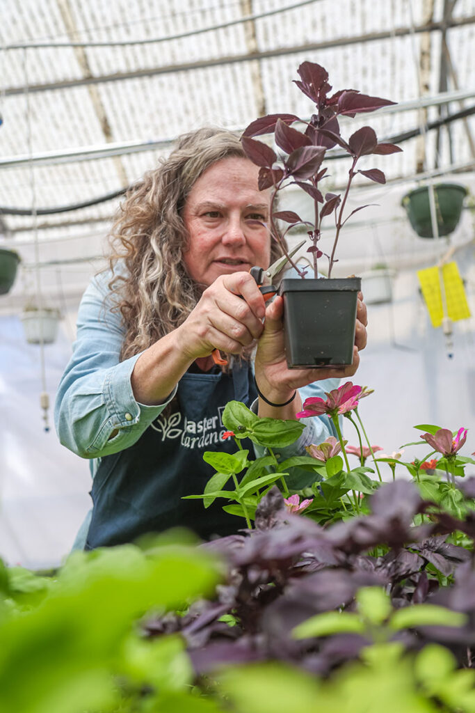 Rachel McClure, coordinator of the Cooperative Extension Washoe County Master Gardeners program, displays pruning techniques on a purple petra basil blant inside the program’s greenhouse