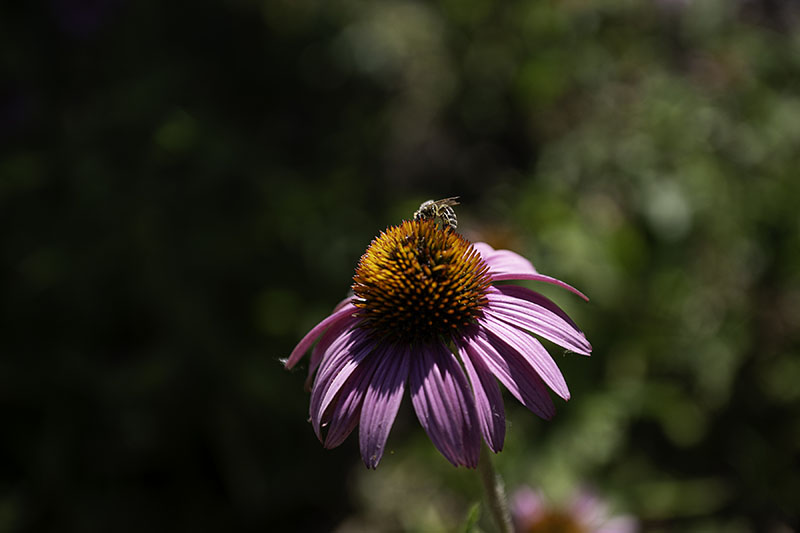 A bee on a coneflower at the Carson High School garden. Photo by Mary Claire Bouchér