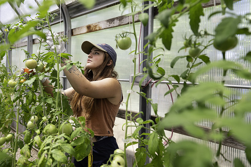 Carson High School student Kiawna Lavery harvests granadero tomatoes at the garden created with the help of The Greenhouse Project. Photo by Mary Claire Bouchér