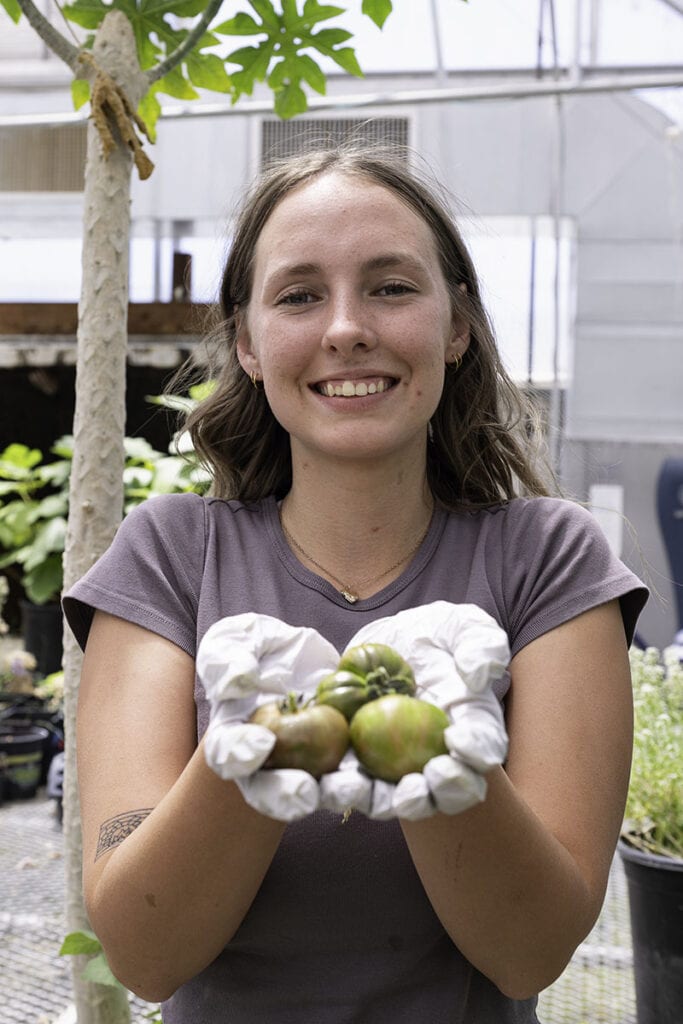 Student Erin Lewis harvests Berkeley tie-dye tomatoes at The Greenhouse Project garden at Carson High School. Photo by Mary Claire Bouchér