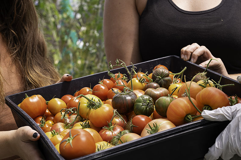 Harvest of mixed tomato varieties at Carson High. Photo by Mary Claire Bouchér