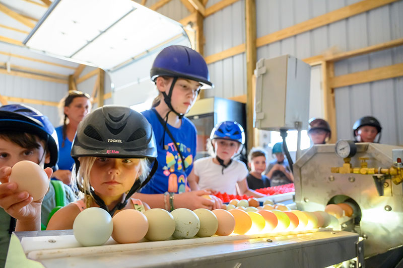 Ella Wright joins eight other students at the egg-cleaning machine on Kool Kids Ranch. The students say egg cleaning is their favorite activity