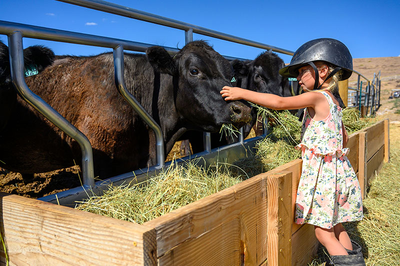 Ella Wright, daughter of owners Cheryl and Kenny, pets a miniature cow on the Kool Kids Ranch