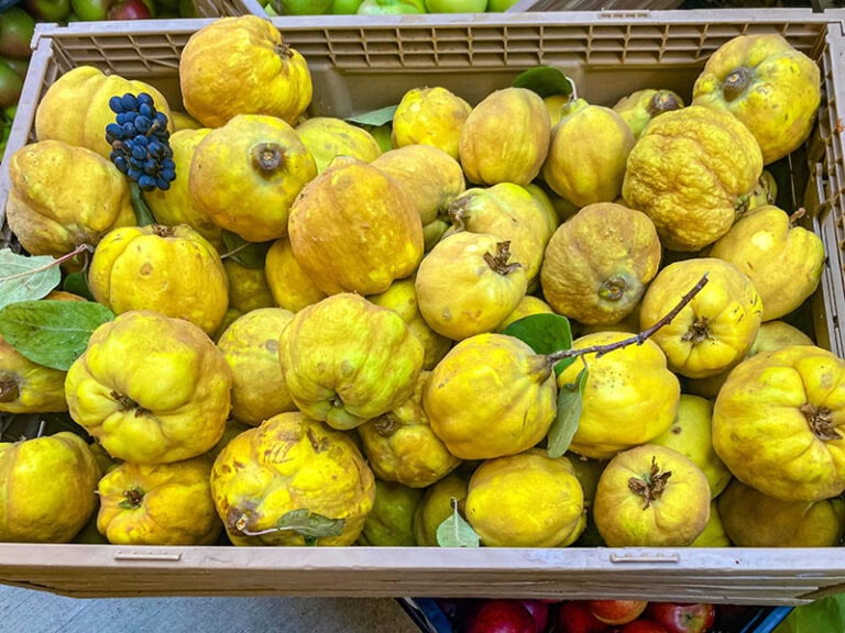 Unveiling the Quince