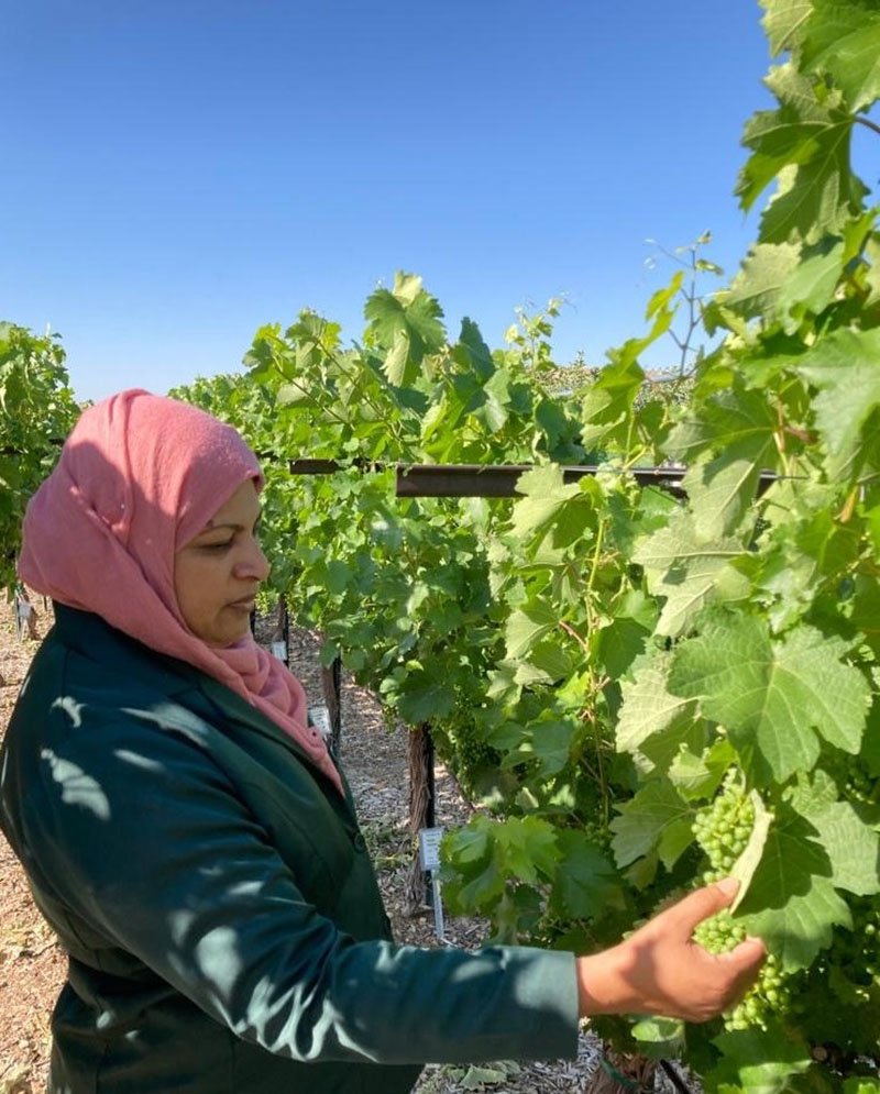 Most Tahera Naznin studies Riesling grapes at the Desert Farming Initiative in Reno. Photo courtesy of DFI