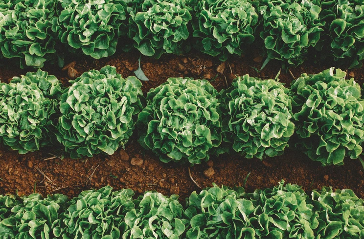 Lettuce grown at Mountain Bounty Farm in Nevada City