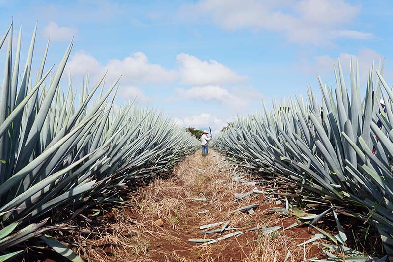 A worker uses a machete to harvest blue agave at the El Sativo estate in Mexico. Photo courtesy of El Sativo