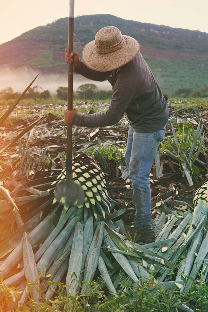 An El Sativo farmer harvests agave manually. Photo courtesy of El Sativo