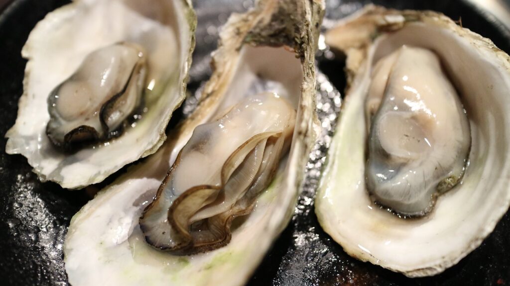 Oysters on shells