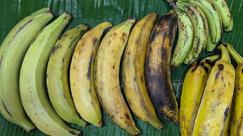 Plantains vary from starchy to sweet, with green being unripe and good for savory dishes, and yellow being ripe and delicious for baking