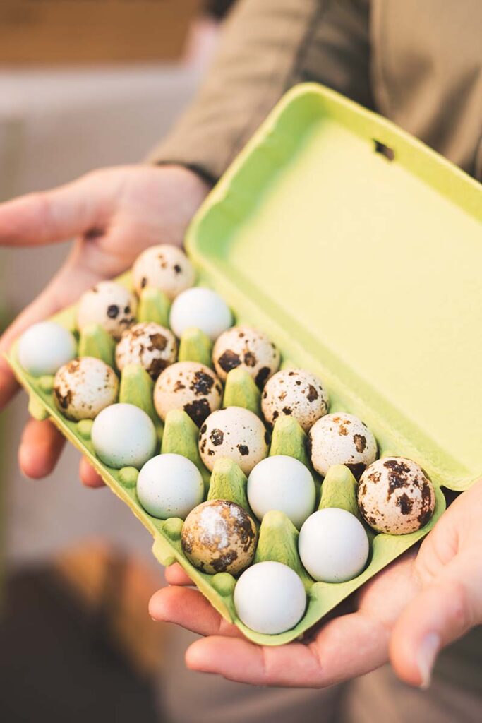 18 quail eggs from Happy Quails HQ. Photo by Yashila Photography