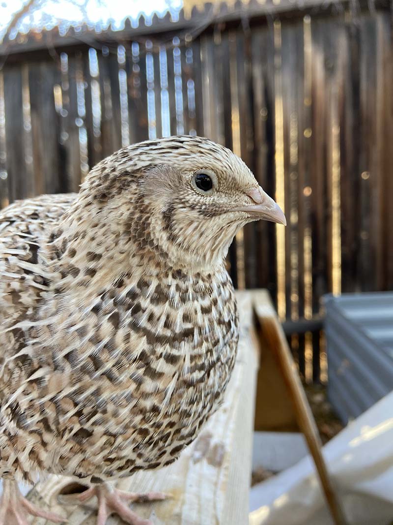 A happy quail. Photo courtesy of Serena Hehnke