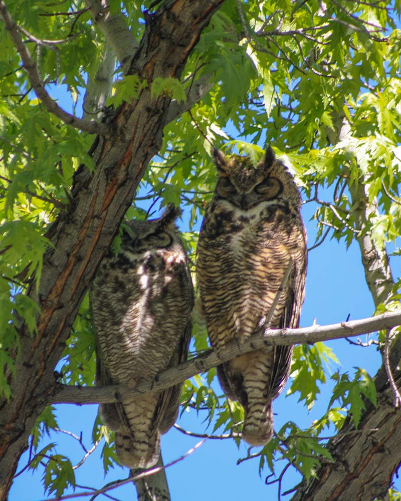 Owls survey the arboretum. Photo courtesy of the May Arboretum Society