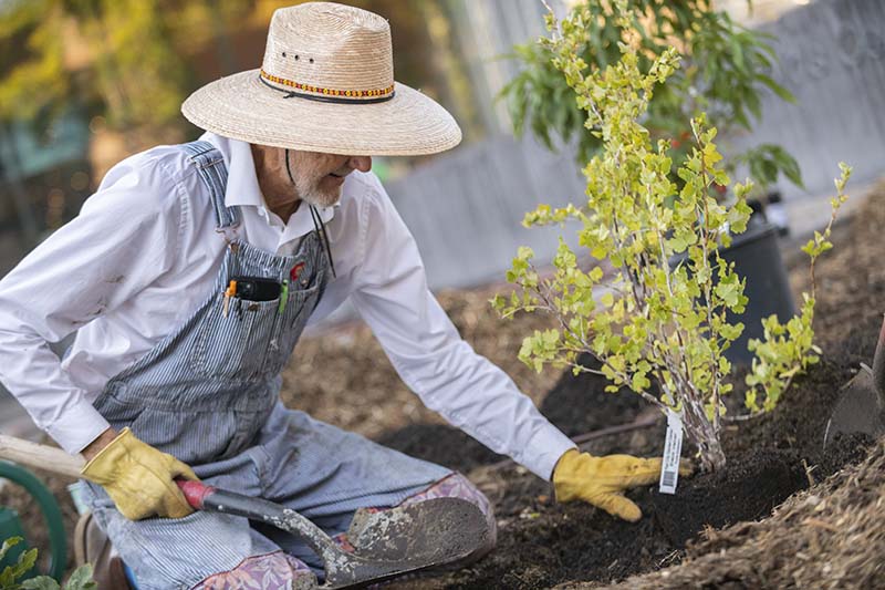 Tom Stille with Interpretive Gardens Inc. in Reno provided horticulture expertise for the art museum’s garden/art project called Monument to Sharing. Photo courtesy of Nevada Museum of Art