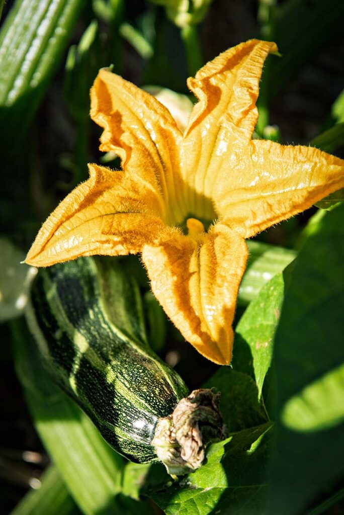 Zucchini with squash blossom