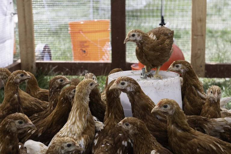 Seven-week-old golden comet laying hens at Foothill Poultry in Washoe Valley. Photo by Mary Claire Bouchér