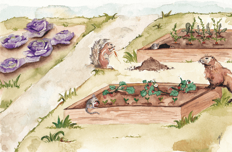 Illustration by Kristine Toward