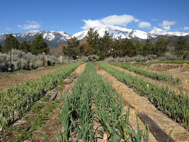 Glorious Garden Farm, photo by Arnold Carbone