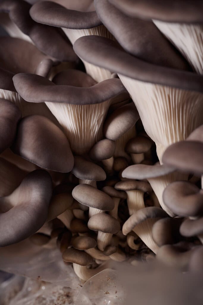 Blue oyster mushrooms growing at Mountain Mushrooms farm in North Reno