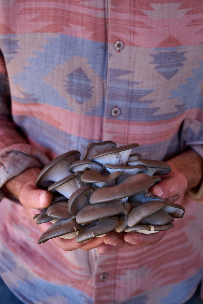 Nate Rosenbloom, owner of Mountain Mushrooms in Reno, holds a cluster of blue oyster mushrooms from his farm. Photo by Shea Evans