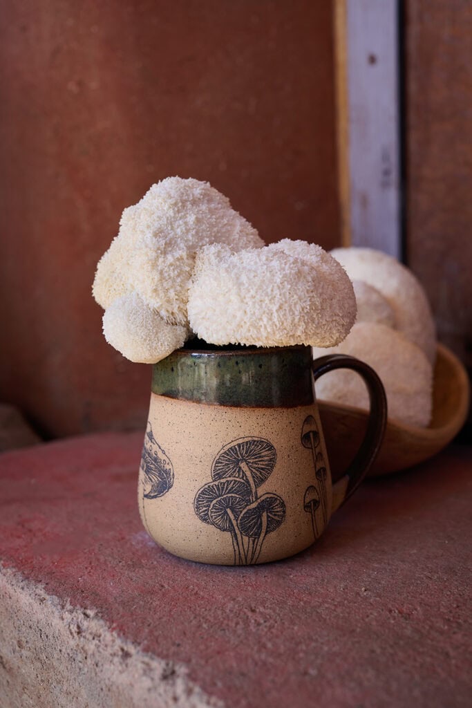 Lion's mane mushroom in a mug made by Mountain Love Pottery in South Lake Tahoe, at Mountain Mushrooms in North Reno