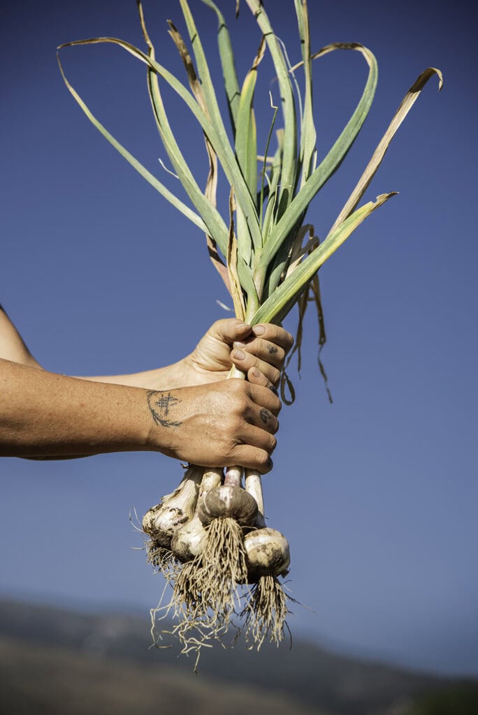Lyndsey Langsdale of Reno Food Systems, a nonprofit urban farm in Reno, holds a bundle of garlic