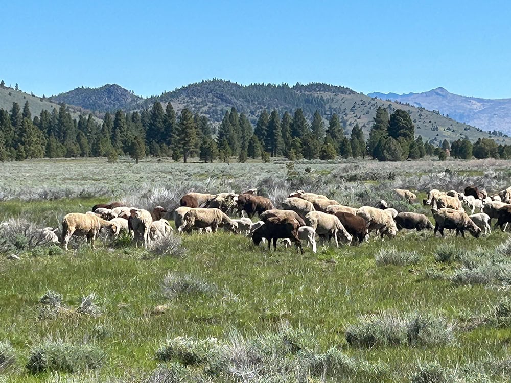 Sheep graze on Harvey Sheep & Wool's property in Sierra Valley
