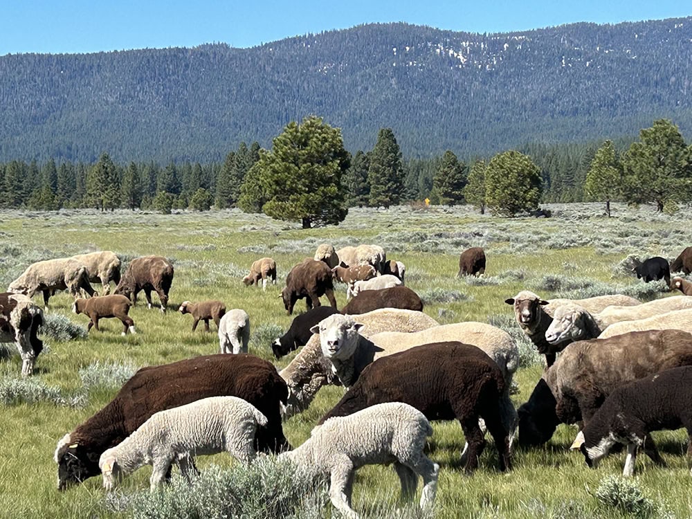 Sheep grazing in Calpine. Photo courtesy of Harvey Sheep & Wool