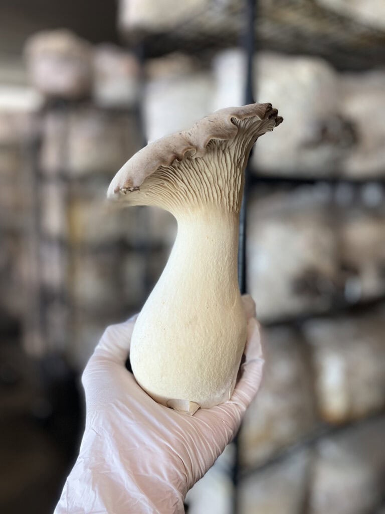 King oyster, or trumpet mushroom. Photo by Rachel Jessee