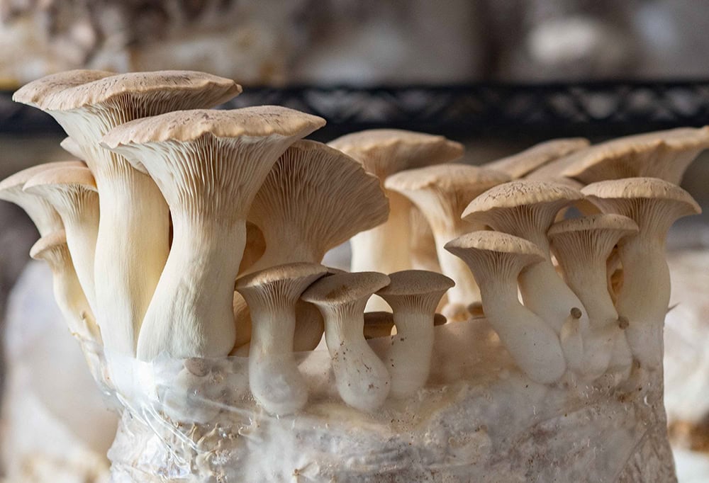 King trumpets. Photo by Rachel Jessee