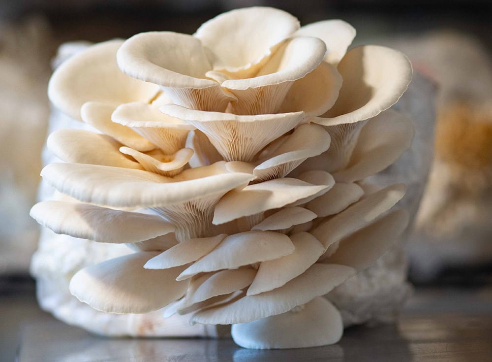 Pearl oyster. Photo by Rachel Jessee