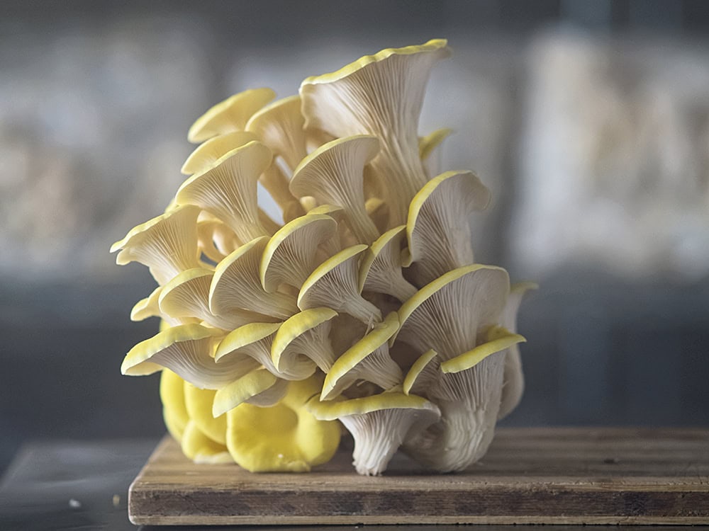 Yellow oyster. Photo by Rachel Jessee