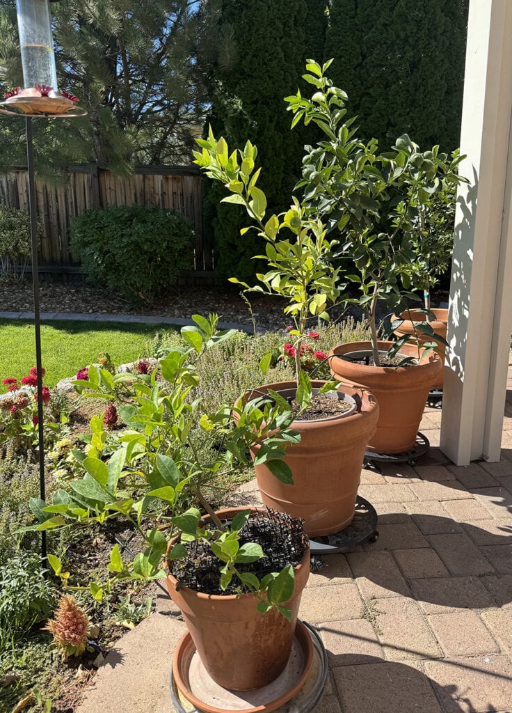 Janice McKimmie's citrus trees are kept in their original nursery pots, nested inside terracotta pots. She places them outside in warm-weather months and brings them inside when the weather turns cold