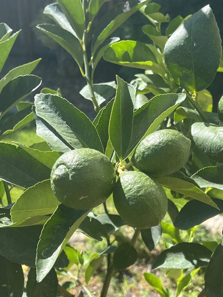 Kaffir lime tree at McKimmie’s home in Genoa